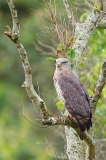 Fasciated Snake-Eagle, Southern Banded Snake-Eagle, Southern Banded Snake-Eagle, Southern Banded
