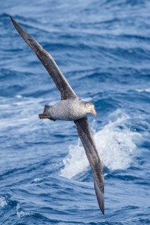 Northern Giant Petrel (Macronectes halli) flying over the ocean searching for food near South