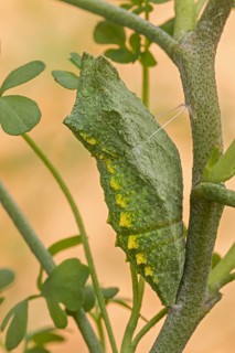 Die Gürtel-Puppe des Schwalbenschanz (Papilio machaon) an (Ruta graveolens) fest gemacht