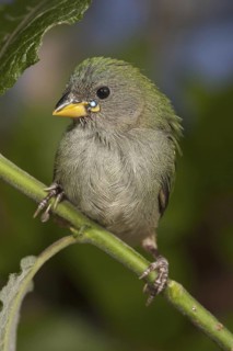 Tricolored Parrotfinch (Erythrura tricolor) juvenile