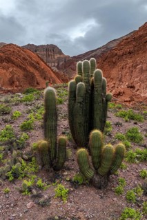 A stunning view of the cactus filled landscape in Los Cardones National Park, Argentina. This