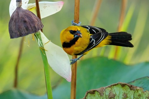 Yellow Oriole (Icterus nigrogularis) perched on a branch in the grasslands of Guyana