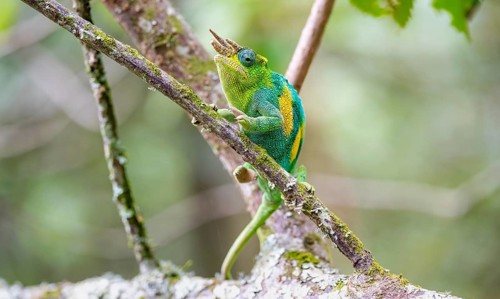 Three-horned chameleon (Trioceros jacksonii), male, sitting on a branch, Bwindi Impenetrable Forest