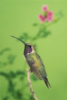 Lucifer Sheartail Calothorax lucifer Sonoita, Arizona, United States September Adult Male