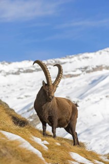 Alpine ibex (Capra ibex) male foraging in the snow in winter in the Gran Paradiso National Park,
