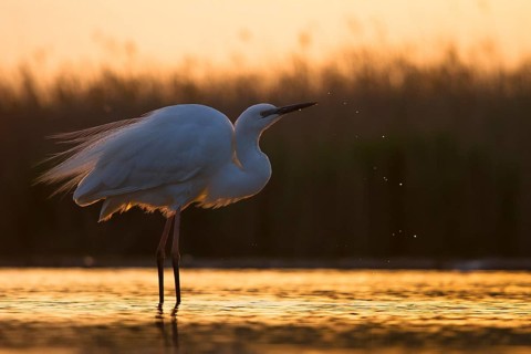 Great Egret (Ardea alba) at sunset, Pusztaszer, Hungary