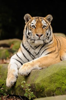 An attentive tiger lies quietly on a moss-covered rock, Siberian tiger (Panthera tigris altaica),