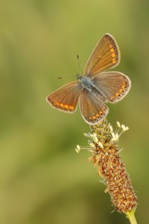 Common blue butterfly (Polyommatus icarus), female, Provence, southern France