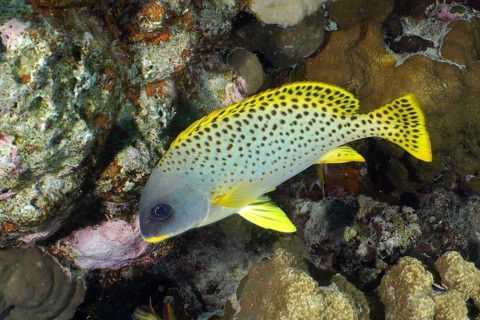 Black spotted sweetlips (Plectorhinchus gaterinus)