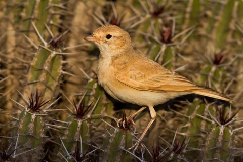 Bar-tailed Desert Lark - Sandlerche - Ammomanes cincturus, Marokko, adult