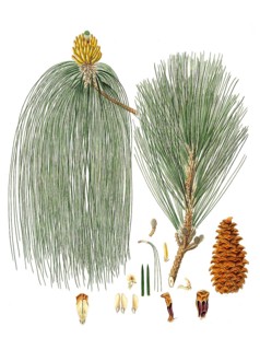 Swamp pine, Pinus palustris, Pinus longifolia, Long-leaved Indian pine, tree, digitally enhanced