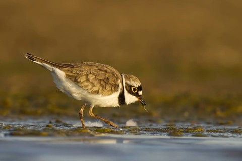 Little Ringed Plover (Charadrius dubius) female foraging, North Rhine-Westphalia, Germany