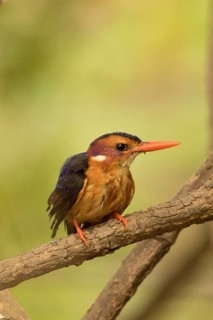 African Pygmy Kingfisher (Ispidina picta), Gambia
