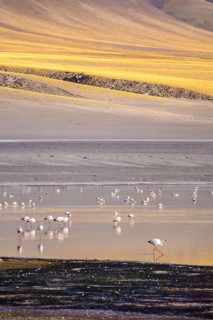 A serene view of flamingos wading in Laguna Grande at Catamarca, Argentina. The vibrant landscape
