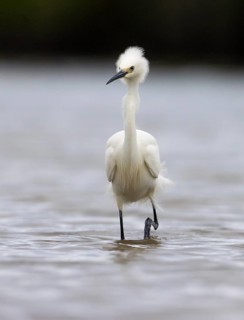 Little Egret (Egretta garzetta) foraging, Victoria, Australia