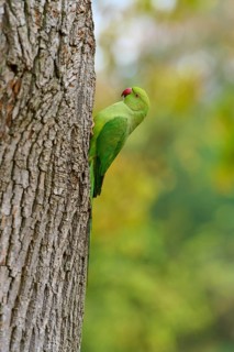 Green collared parakeet (Psittacula krameri), sitting on a tree trunk, Baden-Württemberg, Germany