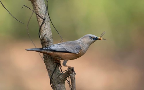 Chestnut-tailed Starling (Sturnia malabarica) with captured insect prey, Sreepur, Gazipur,