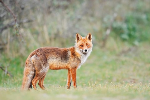 Red fox (Vulpes vulpes), North Holland, Netherlands