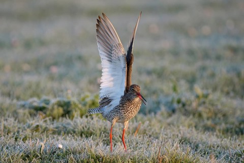 Rotschenkel (Tringa totanus), Redshank, balzendes Maennchen, mit Rauhreif, morgens, April, Insel