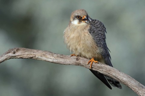 Red-footed Falcon (Falco vespertinus) female, Hungary