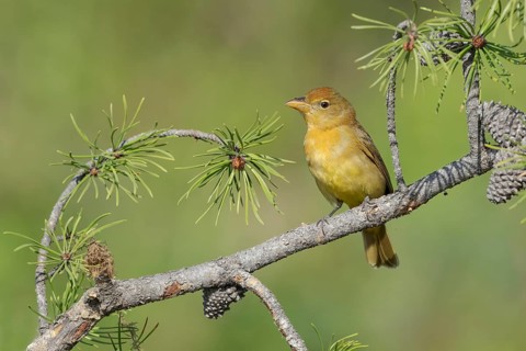 Summer Tanager (Piranga rubra) female perched on a branch, Texas, USA