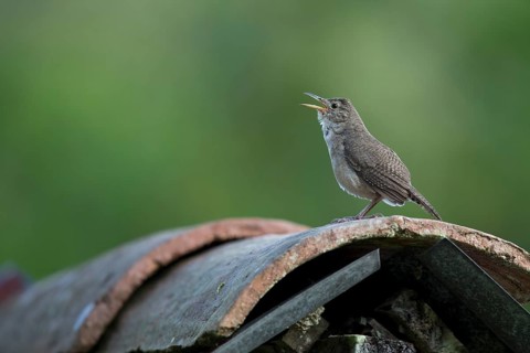 House Wren (Troglodytes aedon musculus) male singing, Risaralda, Colombia