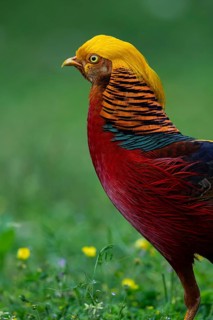 Golden Pheasant (Chrysolophus pictus) male perched on the ground, Shanxi, China