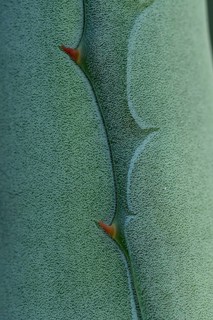 Macro shot of an agave plant showcasing its unique texture and structure, highlighting the