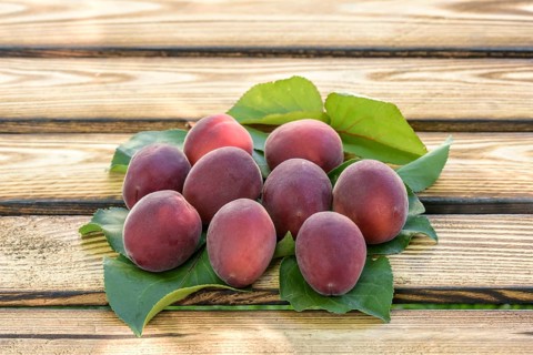 Apricot (Prunus armeniaca 'Jengat'), Merkel family, Austria