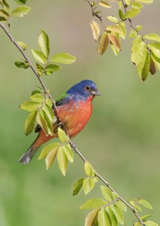 Painted Bunting (Passerina ciris) male perched on a branch, Texas, USA