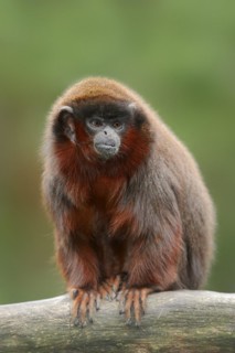 Red jumping monkey or red titi (Plecturocebus cupreus, Callicebus cupreus), captive, occurring in
