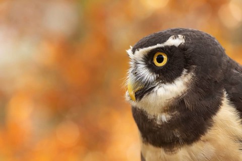 Spectacled Owl (Pulsatrix perspicillata) captive, Bavaria, Germany