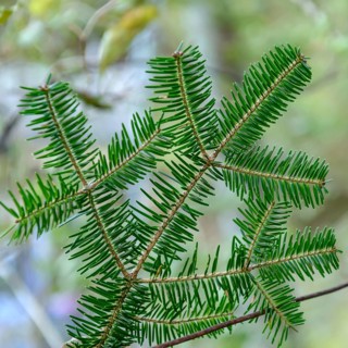 Nikko fir (Abies homolepis), viewing garden at the University of Applied Sciences W, Japan