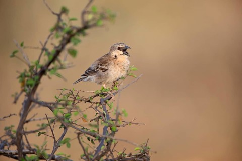 Donaldson Smith's Sparrow-Weaver (Plocepasser donaldsoni) singing, Megalo Plains, Ethiopia