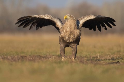 White-tailed Eagle (Haliaeetus albicilla) landing, Subotica, Hungary