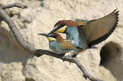 European Bee-eater (Merops apiaster), Austria