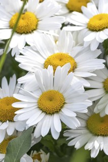 Summer daisy (Leucanthemum maximum), BS Sämann, Germany