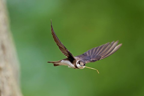 Sand martin (Riparia riparia), in flight with nesting material in its beak, Reussegg nature