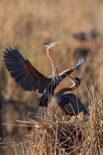 Purple Heron (Ardea purpurea) with nesting material on nest, Baden-Wuerttemberg, Germany