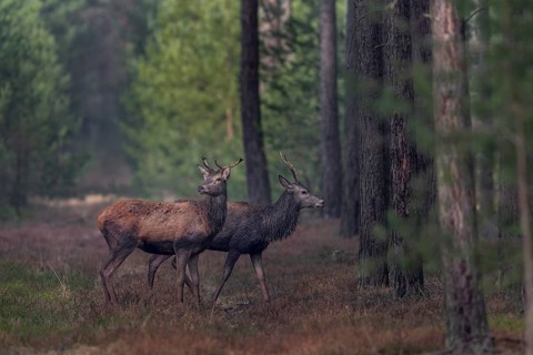 Some red deer (Cervus elaphus) seem nervous, probably they had wolf contact (Canis lupus) with a