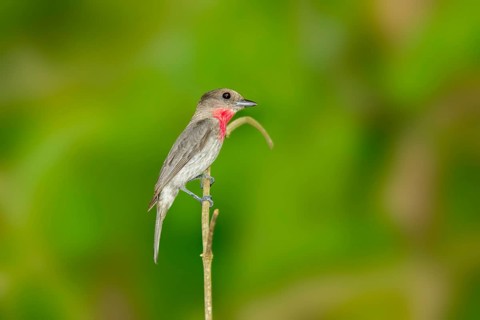 Rose-throated Becard Pachyramphus aglaiae La Bajada, Nayarit, Mexico 8 June Adult Male Tityridae