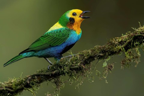 Multicolored Tanager (Chlorochrysa nitidissima) perched on a branch in Colombia, South America