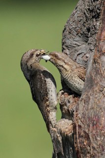 Eurasian Wryneck (Jynx torquilla) juvenile, Baden-Wuerttemberg, Germany