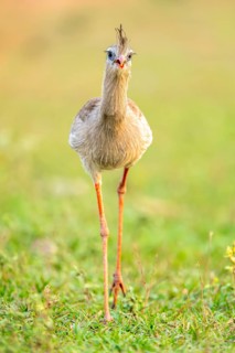 Red-footed seriema (Cariama cristata), South Pantanal, Aquidauana, Taunay, Mato Grosso do Sul,