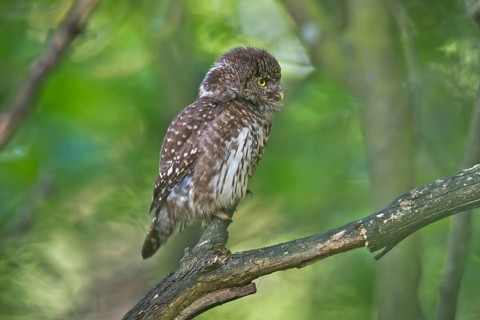 Eurasian Pygmy Owl (Glaucidium passerinum) female perched on a branch, Bavaria, Germany