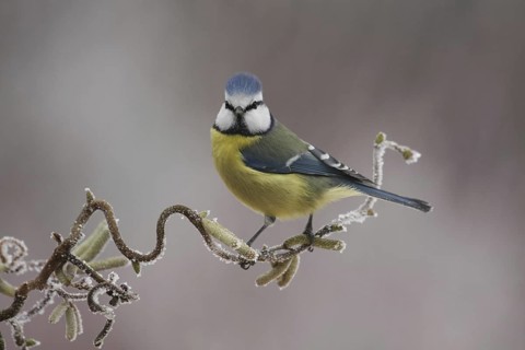 Eurasian Blue Tit (Cyanistes caeruleus), Lower Saxony, Germany