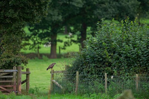 Common buzzard (Buteo buteo) adult bird of prey raptor on a countryside wooden fence, Wales, United