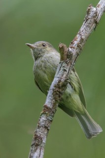 Serra do Mar Tyrant-Manakin (Neopelma chrysolophum) perched on a branch in the Atlantic rainforest