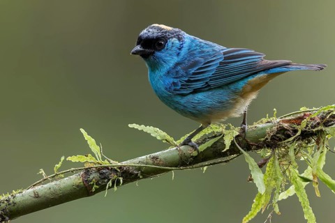 Golden-naped Tanager (Tangara ruficervix) perched on a branch in Colombia, South America