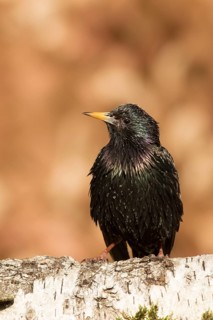 Common Starling (Sturnus vulgaris) perched on a trunk, Bavaria, Germany
